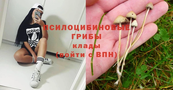 дмт Богданович